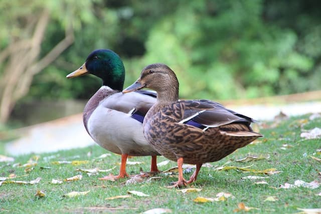 A picture of two ducks representing a poker hand - 22